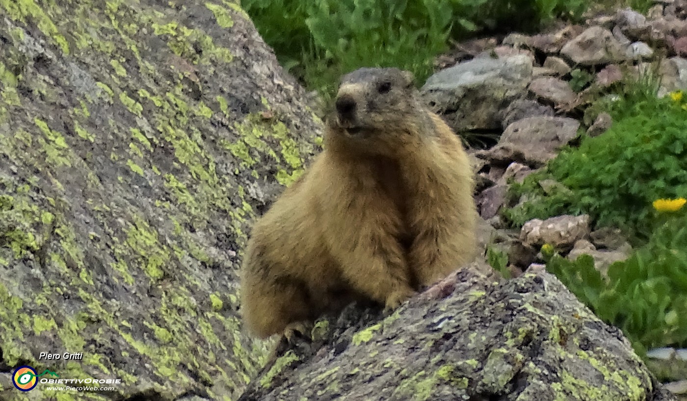 46 Io, marmotta al maxi-zoom, sto sicura sulla cima del macigno !.JPG